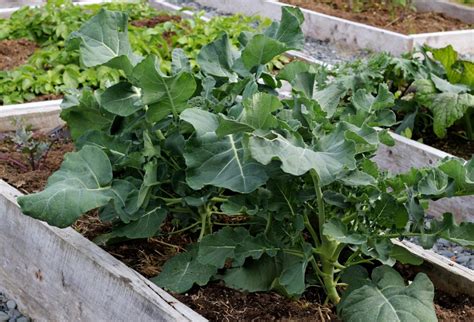 Growing Broccoli In Raised Beds [6 Practical Steps] Peppers Home