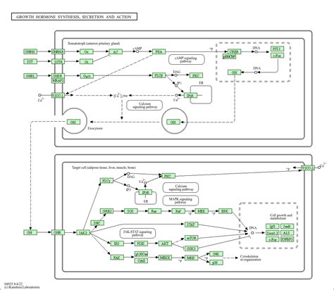 Kegg Pathway Growth Hormone Synthesis Secretion And Action Homo Sapiens Human