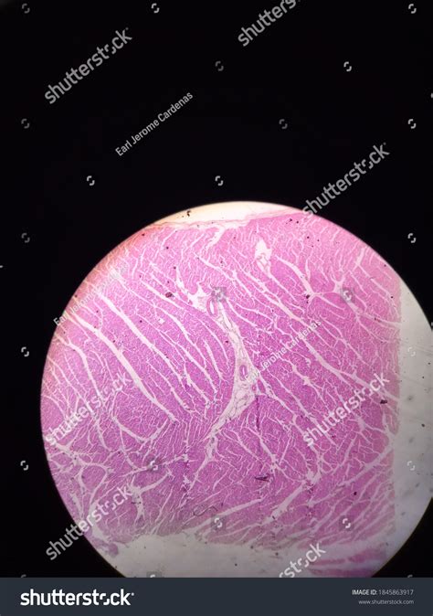 Histology Specimens Under Microscope Stock Photo 1845863917 Shutterstock