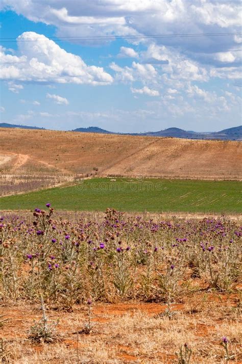 Australian Outback Landscape Stock Image - Image of yellow, outback ...