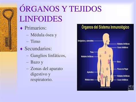 Ppt C Lulas Y Rganos Del Sistema Inmune Powerpoint Presentation