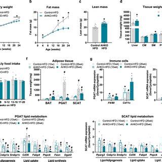 Effects Of Adipocyte Specific Hsl Deletion On Systemic Energy