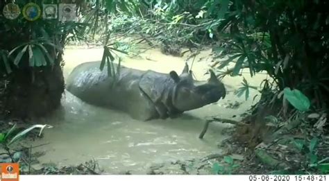 Fauna Yang Dilindungi Di Ujung Kulon