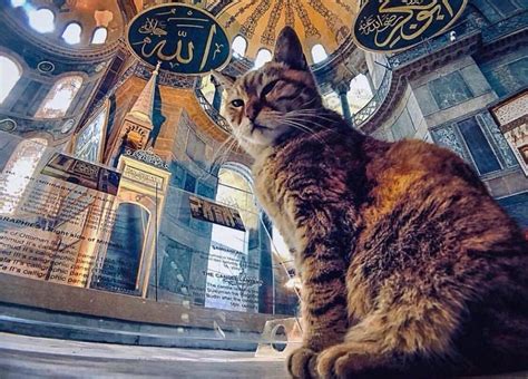 Istanbul Mosque Cat Passes Away From Old Age Was Petted By Obama