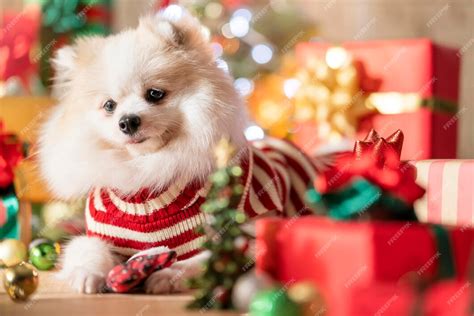 Szczęście I Wesoły Pies Rasy Biały Kolor Pomeranian Z Prezentami Obecne