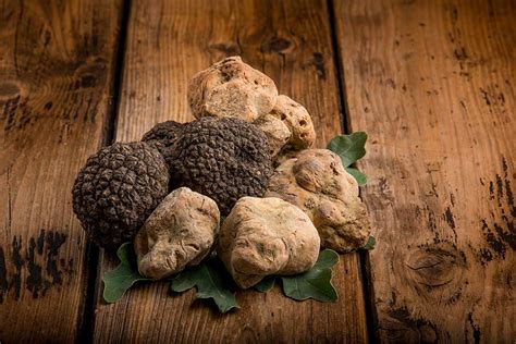 Tartufi Freschi Da Tutta Italia News E Ricette Tartufo