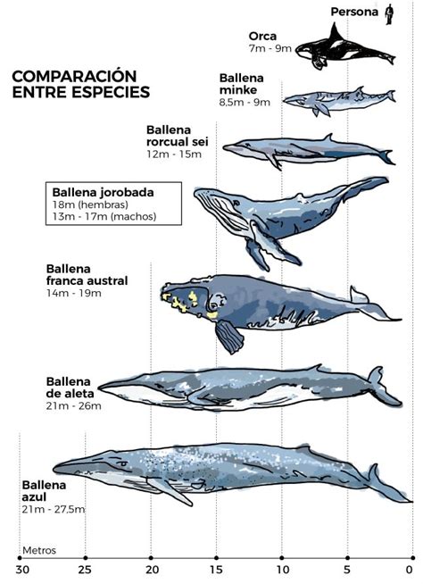 Las Ballenas Jorobadas Y Su Migraci N Una Gu A Infogr Fica De Una