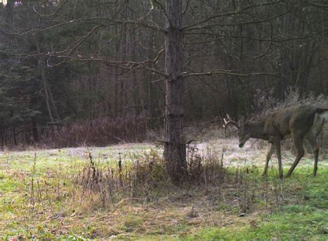 Targeting Mature Bucks Can Be A Lonely Road NDA