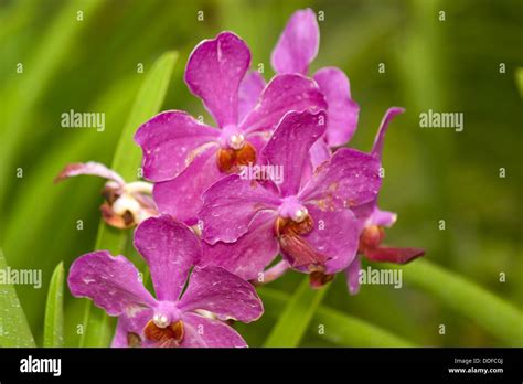 Orchid Garden Kuching Sarawak Malaysia Stock Photo Alamy