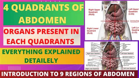 Four Quadrants Of Abdomen Andtheir Organ Location In Each Quadrants Organabdomen