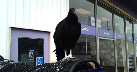 Scottie The Black Vulture Album On Imgur