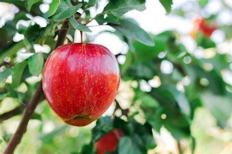 Hermosa Sabrosa Manzana Roja En La Rama De Manzano En Huerto Cosecha