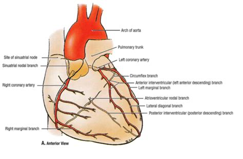 Coronary Artery Anatomy Flashcards Quizlet