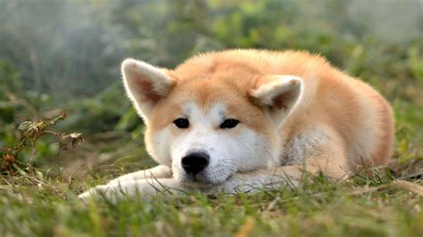 Qu Raza De Perro Es Hachiko Desc Brelo