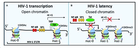 Regulation Of HIV 1 Transcriptional Activity A Active HIV 1