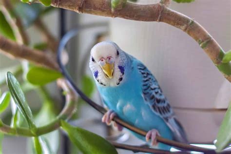 Blue Parakeet: Everything You Need to Know