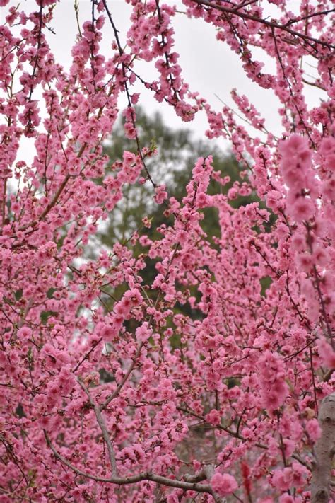 2021“广元·苍溪·黄猫垭桃花节” 已盛大开幕黄猫垭桃花桃花节新浪新闻