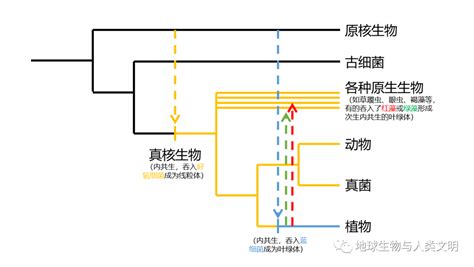 【真菌界全系列 01】真菌界概述（一） 知乎