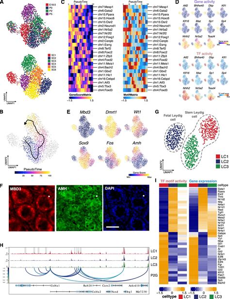 The Single Cell Chromatin Accessibility Landscape In Mouse Perinatal