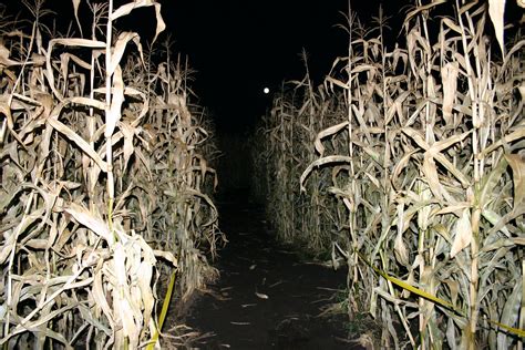 Corn Field Maze Haunted At Tina Sanchez Blog