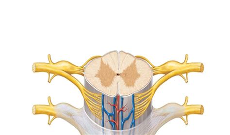 Spinal Cord Cross Section Anatomy Diagram Quizlet