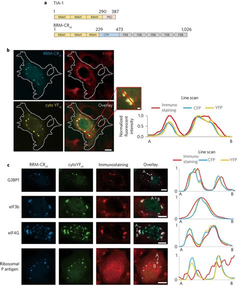 Reconstituting RNA Granules By Using IPOLYMER As Scaffold A Schematic