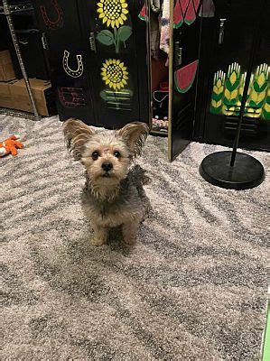 Goodyear Az Yorkie Yorkshire Terrier Meet Teddy A Pet For Adoption