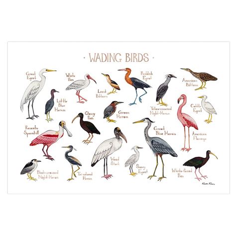 Amazon.com: Wading Birds, Herons and Egrets of North America Field Guide Art Print: Handmade