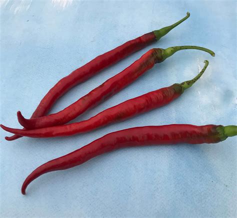 Joes Long Cayenne Pepper Organic Seeds Hudson Valley Seed Company