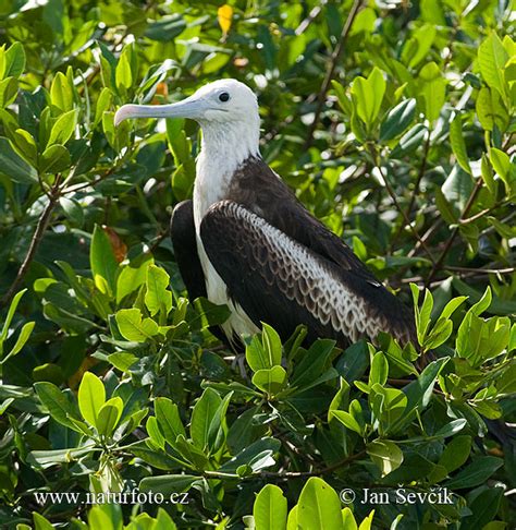 Fregata Magnificens Pictures Magnificent Frigatebird Images Nature