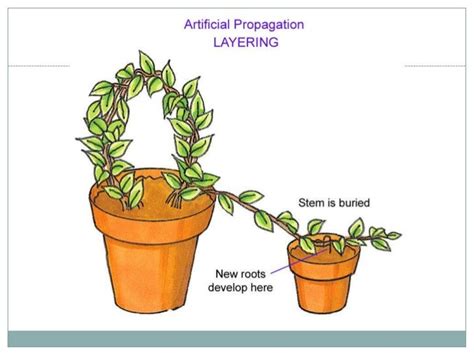 Asexual Reproduction Of A Flowering Plant