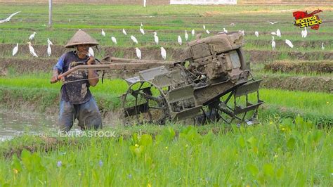 Penuh Rumput Tebal Traktor Sawah Menggarap Lahan Langsung Di Garu