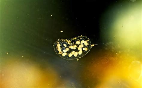 How To Hatch Assassin Snail Eggs In Your Aquarium Solved