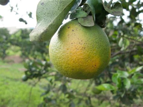 Citrus Greening Disease Prevent And Manage This Devastating Problem