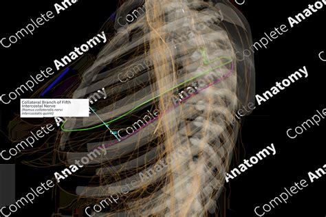 Collateral Branch Of Fifth Intercostal Nerve Right Complete Anatomy