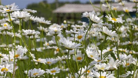 Shasta Daisy Facts | Garden Guides