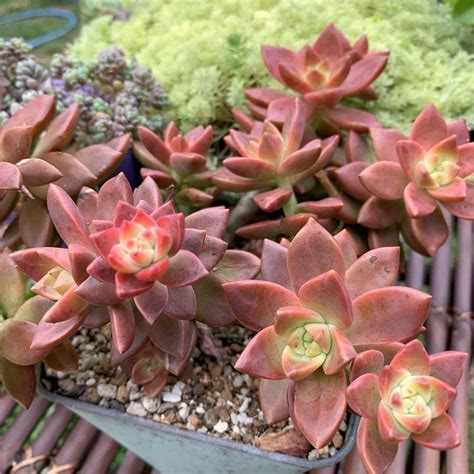 Graptosedum California Sunset Purple Succulent For Sale Care Guide