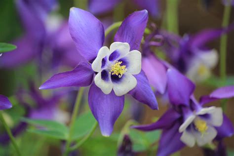 Columbine Flower Columbine Flower Flowers Plants