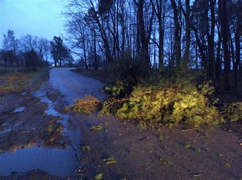 Drzewo powalone na drogę powiatową Jackowo Biebrowo zdjęcia