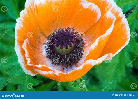 Papaver Has Medicinal Properties Stems Contain Latex Milk Latex In