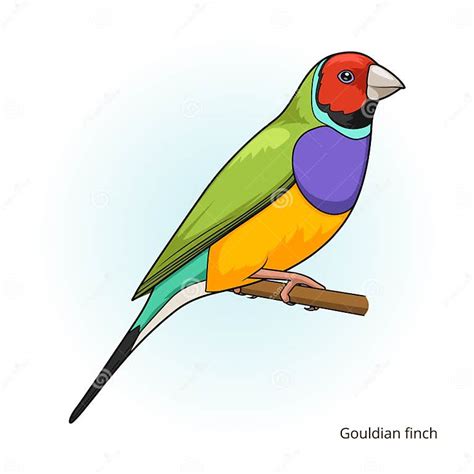 Gouldian Finch Bird Educational Game Vector Stock Vector Illustration Of Develop Feathered