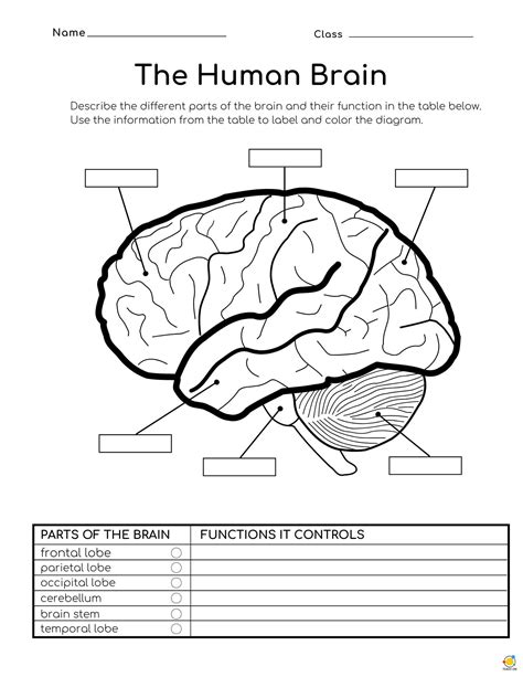 The Human Brain Teach On Worksheets Library