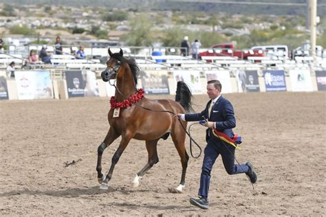 Rhaphael SBA Is Crowned 2024 Scottsdale Junior Champion Colt Stella