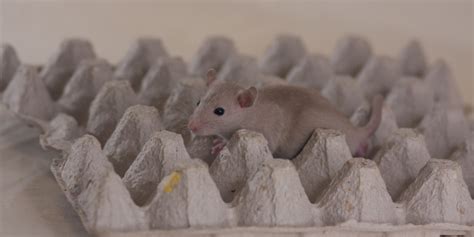 Top Signs You Have A Rodent Infestation In Your Home Abarb Pest