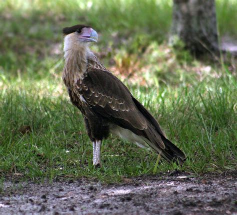 crested caracara