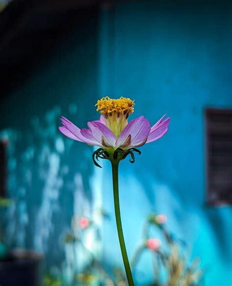 Cosmos Caudatus O Ensalada Del Rey Es Un Cojinete De Floretes De Rayos