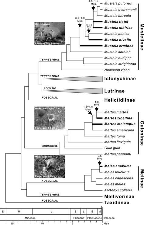 Interspecific Phylogenetic Relationships And Divergence Times Of