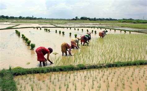 Kharif Crop Sowing Area Rises With Heavy Rainfall During The Week Zee