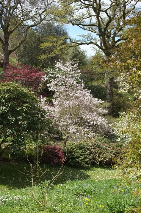 Magnolia × Loebneri Trees And Shrubs Online