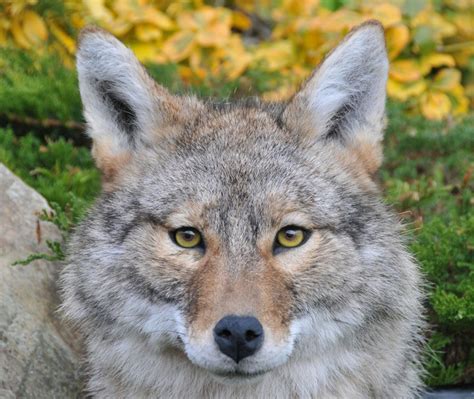 Coyote Head Uk Bird Small Mammal Taxidermist Mike Gadd